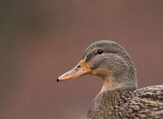 Stockente / Ente im Regen 