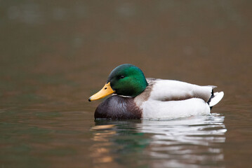 Stockente / Ente im Regen 