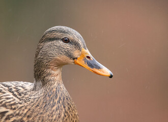 Stockente / Ente im Regen 