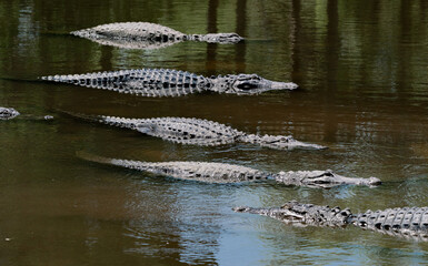American Alligators  in water at gator farm in Orlando Florida.