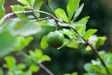 Green acerola in a tree