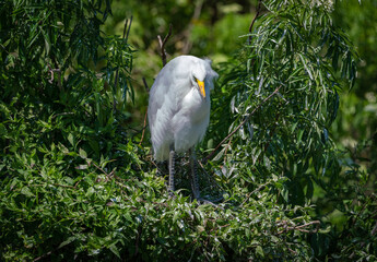 Great White Egret at gator farm rookery in Orlando Florida.
