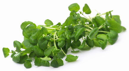 Fresh organic watercress