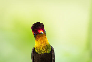 A closeup head shot of an exotic Ruby Topaz hummingbird, Chrysolampis Mosquitus, looking at the camera with a yellow background.