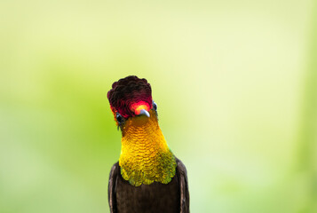 A closeup head shot of an exotic Ruby Topaz hummingbird, Chrysolampis Mosquitus, looking at the...