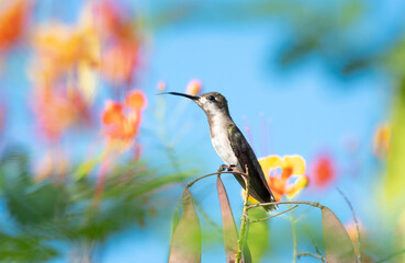 A small female Ruby Topaz hummingbird, Chrysolampis mosquitus, perching in a colorful Pride of Barbados tree against the blue sky
