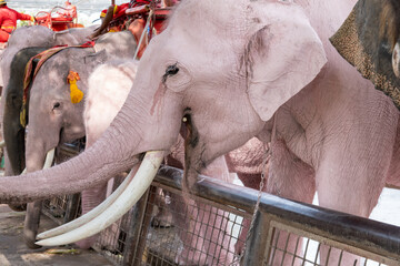 Elephants at the Ayutthaya Elephant Palace and Royal Kraal at the Ayutthaya Historic Park north of...