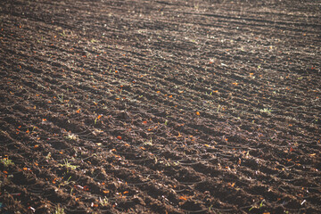 Background of newly plowed field ready for new crops. Ploughed field in autumn. Farm, agricultural background