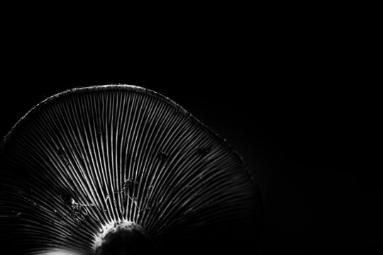 under side of forest mushroom, black background