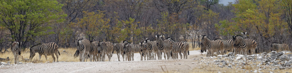 Zebras in Goas