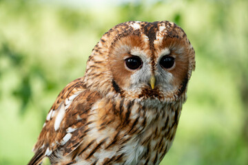 Tawny owl in wild nature during spring time