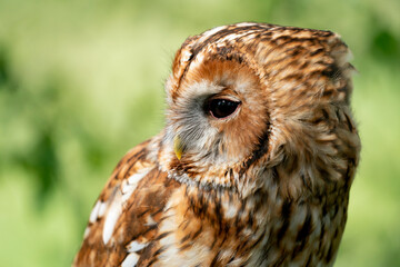 Tawny owl in wild nature during spring time