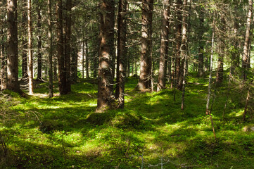 Blick in Einen Nadelwald. Der Boden ist moosbewachsen und es gibt ein schönes Licht Schattenspiel