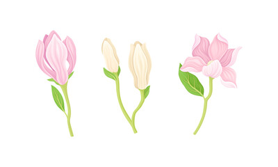 Delicately pink flowers set vector illustration on white background
