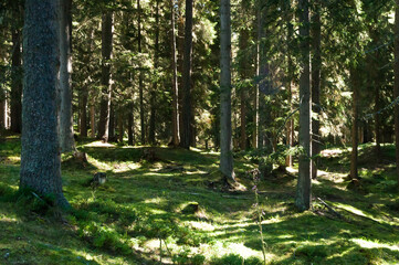 Idyllische Blick in einen Nadelwald mit moosbewachsenem Boden und schönem Schattenspiel