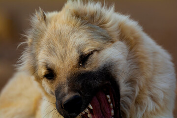 portrait of white dog with mouth open