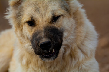 Obraz na płótnie Canvas Dog. portrait close-up of dog sitting on the ground selective focus