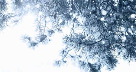 Pine tree branches in snow and hoarfrost, snowy winter forest background, copy space