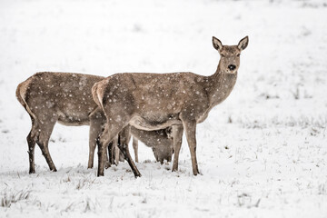 Deer females at grazing in winter season (Cervus elaphus)