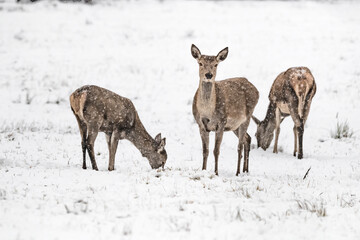 Herd of deer females under snowstorm (Cervus elaphus)