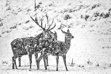 Majestic deer male with females under snowstorm (Cervus elaphus)