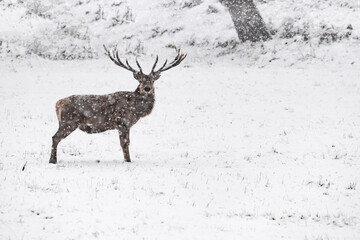 Majestic deer male under snowstorm (Cervus elaphus)