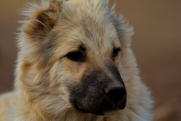 Obraz na płótnie Canvas Dog. portrait close-up of dog sitting on the ground selective focus