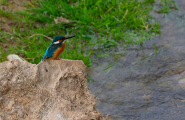 common kingfisher bird on a big rock ( alcedo atthis )