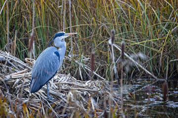 Close up of a Grey Heron on the edge of a pond in the middle of bull rushes
