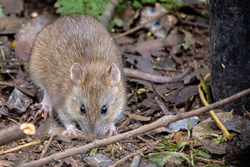 Close up of a brown rat looking at camera on forest floor