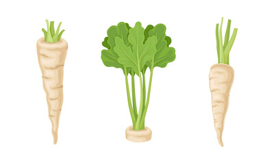 Fresh parsley plant set. Seasoning tuberous vegetable green leaves and root vector illustration