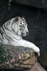 white tiger in the zoo