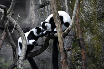 Obraz premium Black-and-white ruffed lemur
