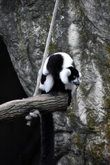 Obraz premium Black-and-white ruffed lemur