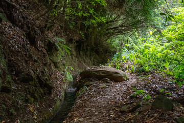 Hiking path in the forest by Levada