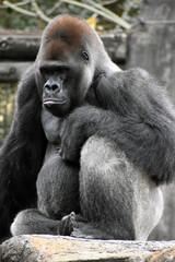Gorilla at the zoo