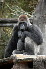 Gorilla at the zoo