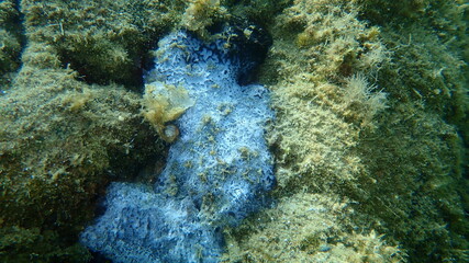 Decomposing black leather sponge (Sarcotragus spinosulus) undersea, Aegean Sea, Greece, Halkidiki