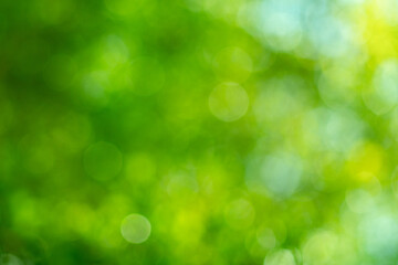 abstract green bokeh background
