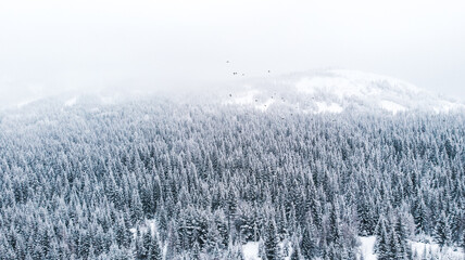 Natural background and abstraction. A view from a height of a winter spruce forest after a snowfall.