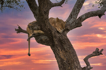 Fototapeta na wymiar A female african lion sleeping in a tree on the savannah on the Maasai mara, Kenya