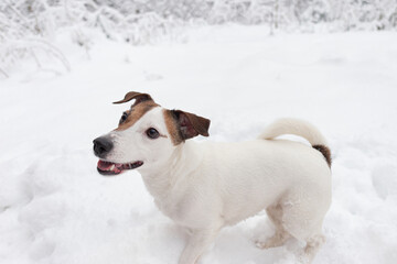 Jack Russell Terrier. Pets. A thoroughbred dog walks in a nature park