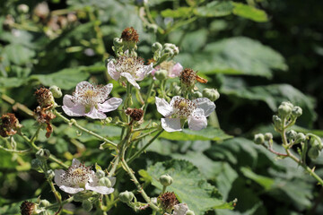 Pink bramble flowers in close up