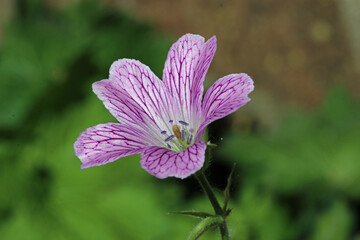 Fototapeta premium Pink cranesbill flower in close up