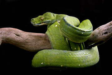 Green tree phyton coiled around a tree branch