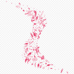 Bright Bloom Vector Transparent Background. Petal