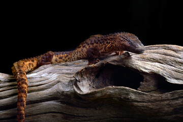 earless monitor on a tree stump