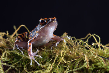 The spotted stream frog ( Hylarana picturata) inside a bush, amphibian