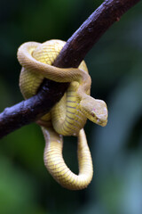 Yellow insularis pit viper at a tree branch