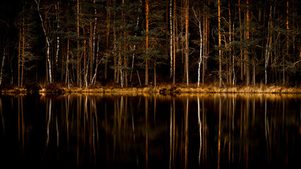 forest reflection in water
